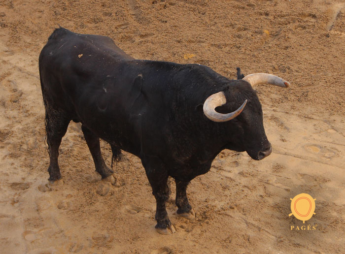 Número 52. Chumbo. Negro bragado. 584 kilos. 02/2014. Domingo Hernández