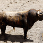 Número 52. Pastor. Castaño chorreado. 520 kilos. 12/2013 Jandilla