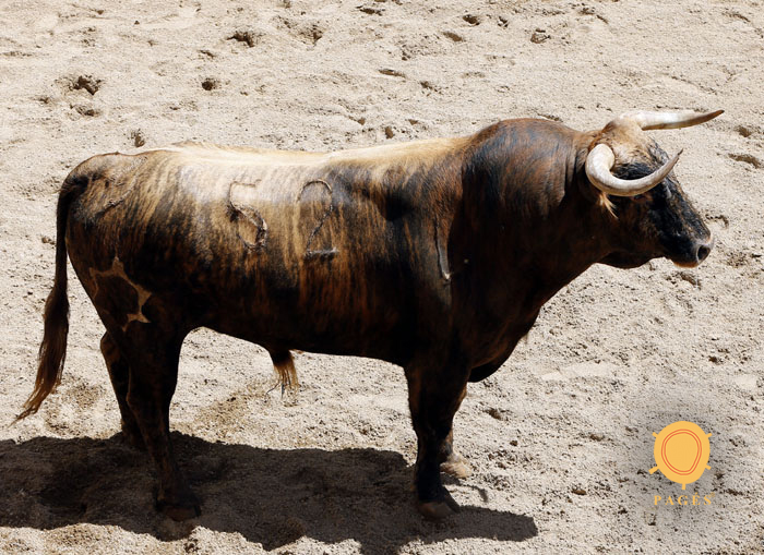 Número 52. Pastor. Castaño chorreado. 520 kilos. 12/2013 Jandilla