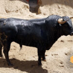 Número 56. Diácono. Negro. 535 kilos. 11/2013 Jandilla