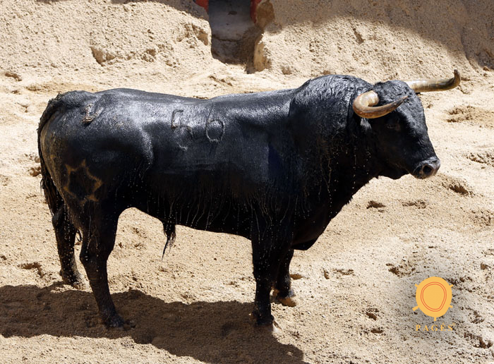 Número 56. Diácono. Negro. 535 kilos. 11/2013 Jandilla