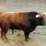 Sevilla - Real Maestranza - Sorteo - Domingo de Resurrección - 1 de abril de 2018