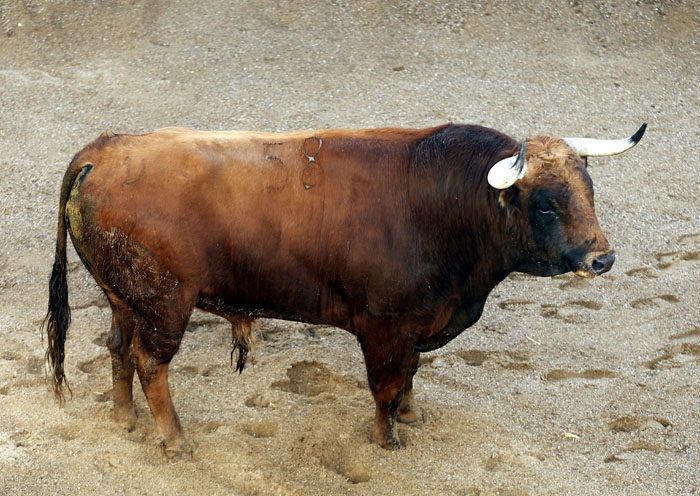 Sevilla - Real Maestranza - Sorteo - Domingo de Resurrección - 1 de abril de 2018