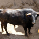 Número 64. Opaco. Negro chorreado. 585 kilos. 12/2013 Jandilla