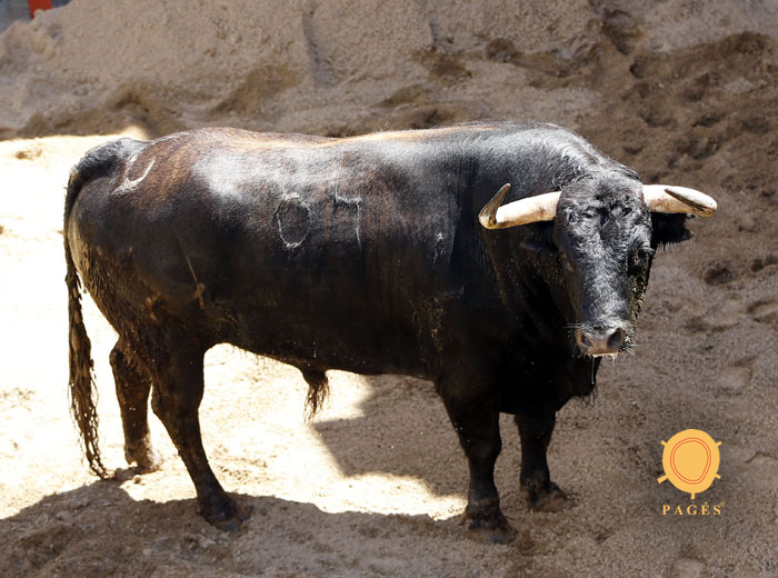 Número 64. Opaco. Negro chorreado. 585 kilos. 12/2013 Jandilla