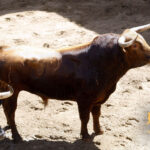 Número 69. Mirabajo. Colorado. 505 kilos. 03/2014