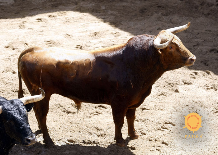 Número 69. Mirabajo. Colorado. 505 kilos. 03/2014