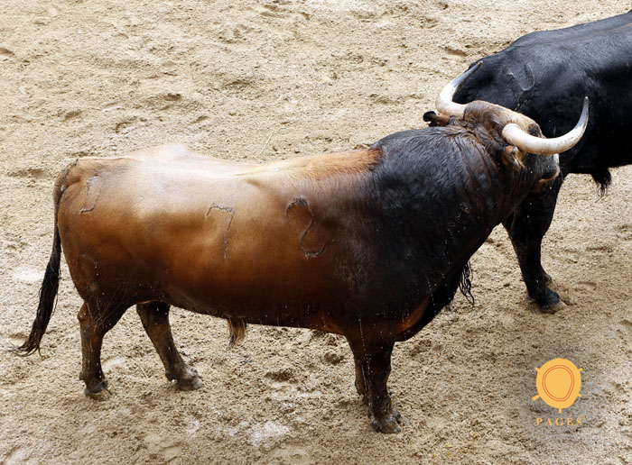 Número 72. Despensero. Castaño. 523 kilos. 10/2013. Garcigrande