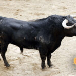 Número 73. Gobernador. Negro. 532 kilos. 11/2013. Garcigrande