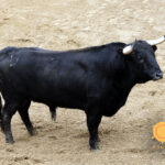 2. Número 7. Graznador. Negro. 544 kilos. 08/2013 Olga Jiménez