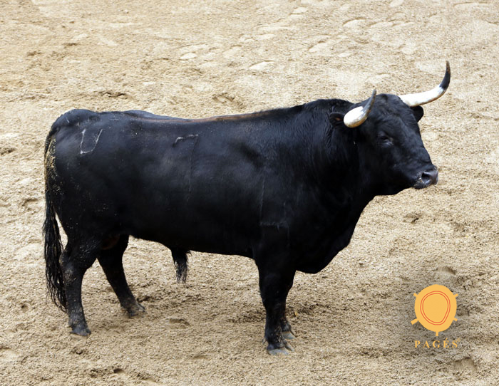 2. Número 7. Graznador. Negro. 544 kilos. 08/2013 Olga Jiménez