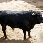 Sevilla - Sorteo de los toros de Fuente Ymbro - Sábado 21 de abril de 2018