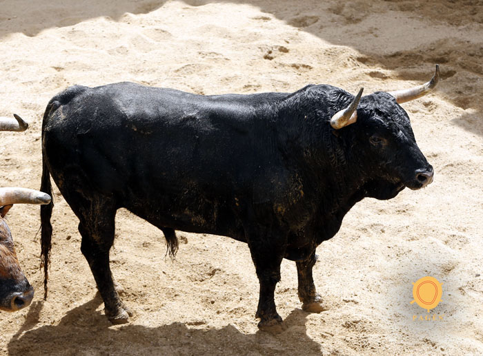 Sevilla - Sorteo de los toros de Fuente Ymbro - Sábado 21 de abril de 2018