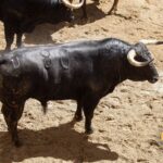 Toros de Juan Pedro Domecq para el 20 de abril de 2018 en Sevilla.