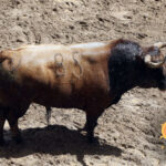 Toros de La Palmosilla