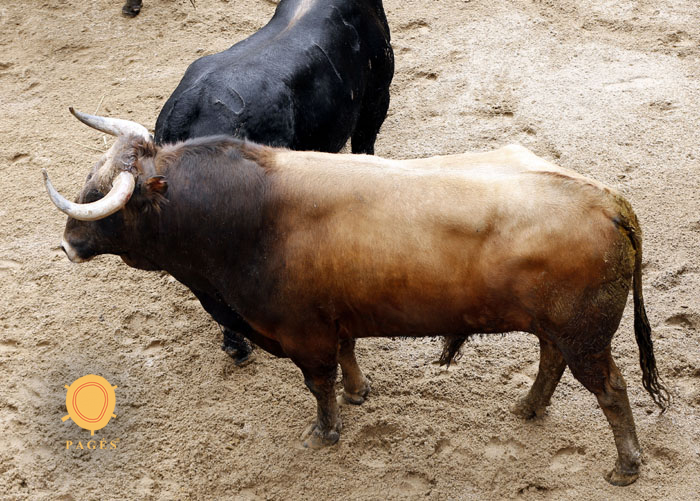 Número 86. Lamparero. Castaño. 575 kilos. 03/2014. Domingo Hernández