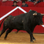 Aignan (Francia) - Corrida de toros - Desafío ganadero - Domingo 1 de abril de 2018