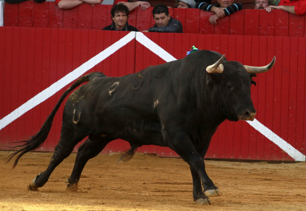 Aignan (Francia) - Corrida de toros - Desafío ganadero - Domingo 1 de abril de 2018