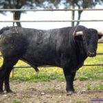 BOLSERO Nº 86 • G 2014