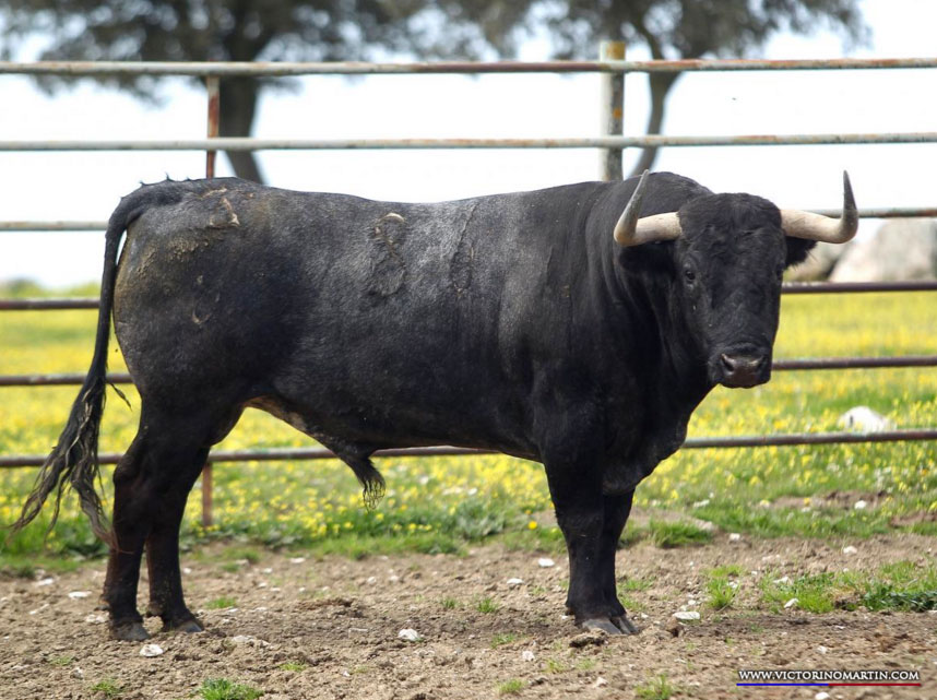 BOLSERO Nº 86 • G 2014