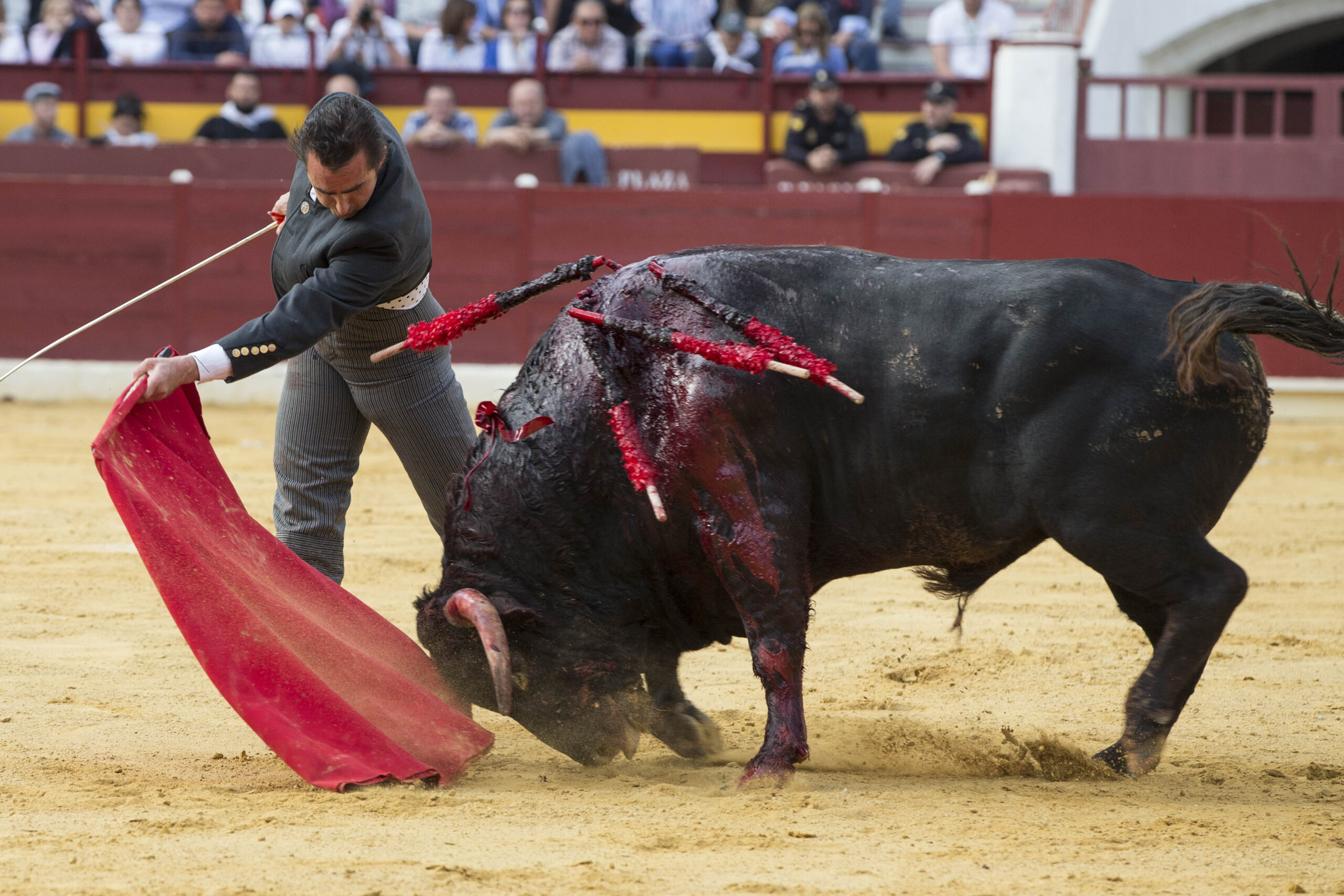 Murcia. Domingo, 22 de abril de 2018. Festival AECC.