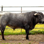 DIRIGIBLE Nº 83 • G 2014