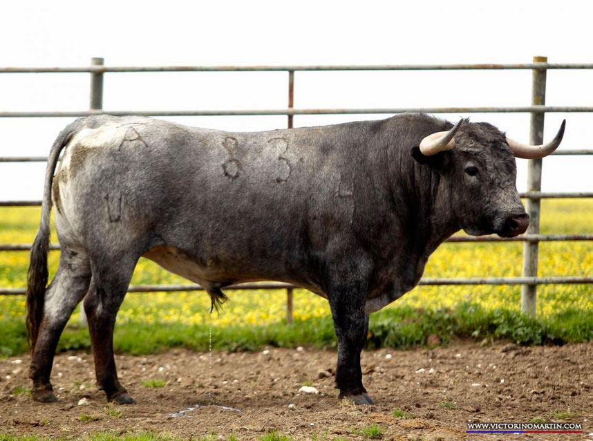 DIRIGIBLE Nº 83 • G 2014