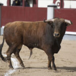 Madrid - Las Ventas - Novillada picada - Domingo 22 de abril de 2018