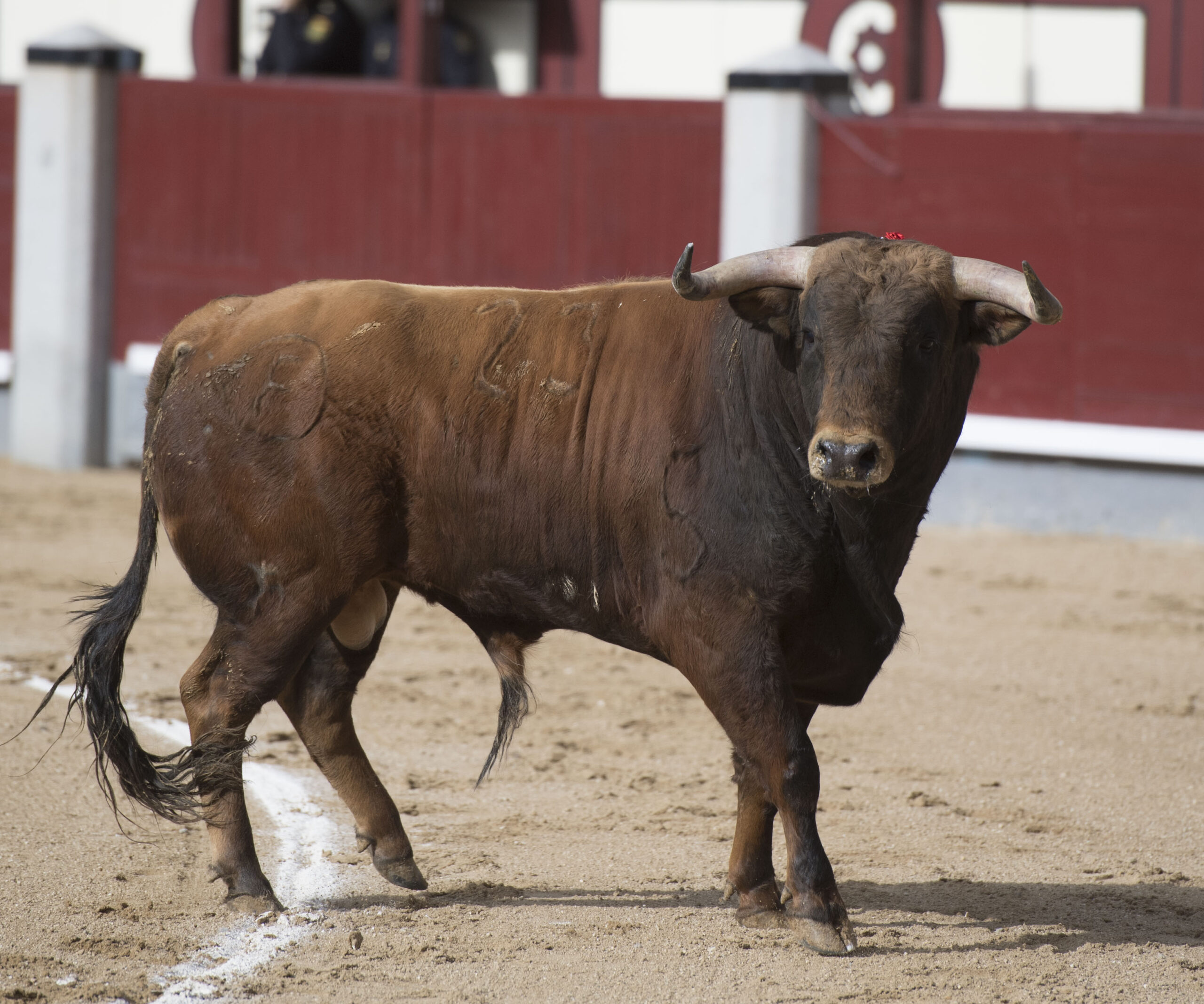 Madrid - Las Ventas - Novillada picada - Domingo 22 de abril de 2018