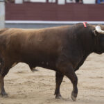 Madrid - Las Ventas - Novillada picada - Domingo 22 de abril de 2018
