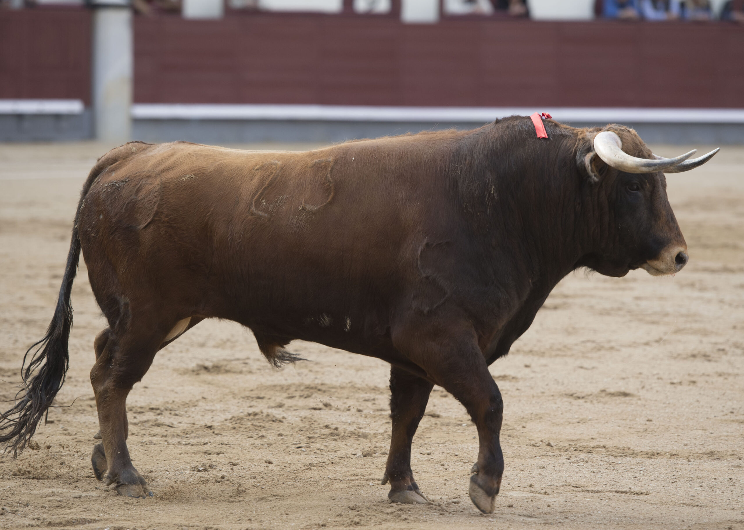Madrid - Las Ventas - Novillada picada - Domingo 22 de abril de 2018