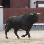 Madrid - Novillada picada - Domingo 8 de abril de 2018