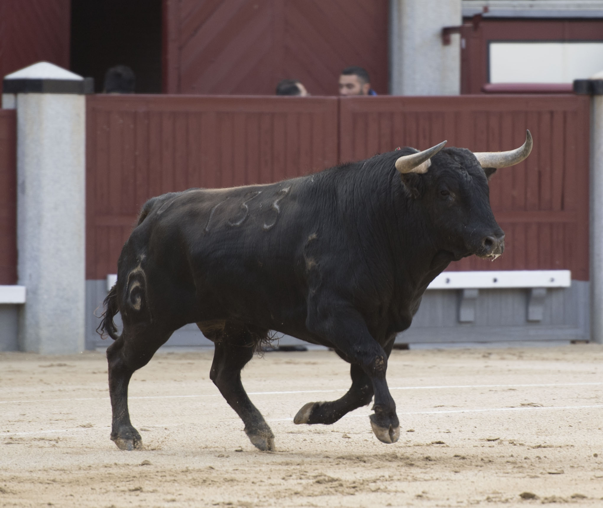 Madrid - Novillada picada - Domingo 8 de abril de 2018