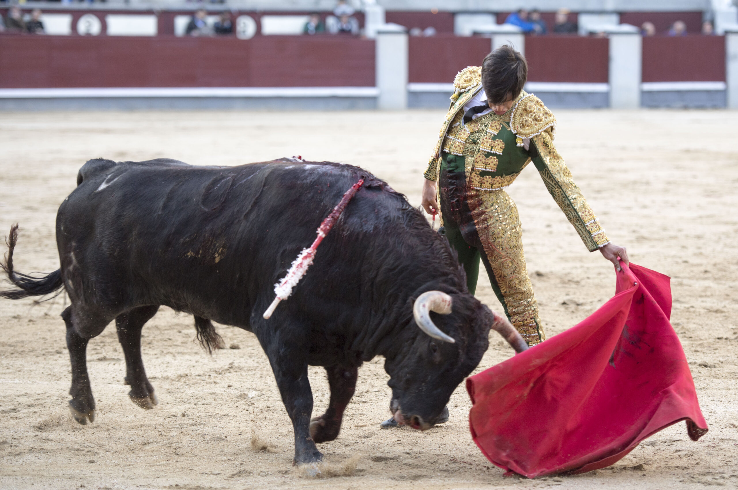 Madrid - Novillada picada - Domingo 8 de abril de 2018