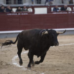 Madrid - Novillada picada - Domingo 8 de abril de 2018