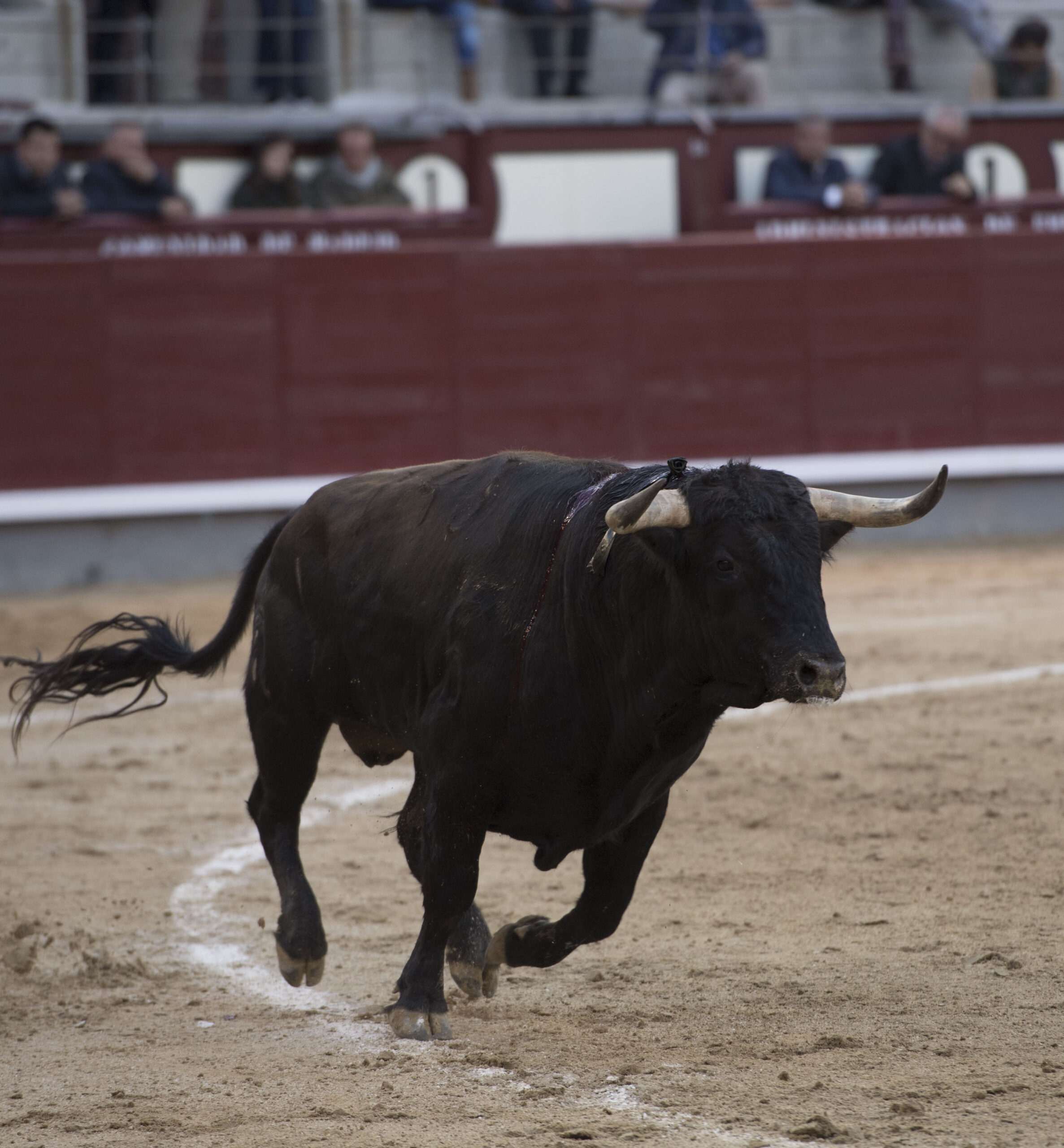 Madrid - Novillada picada - Domingo 8 de abril de 2018