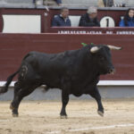 Madrid - Novillada picada - Domingo 8 de abril de 2018