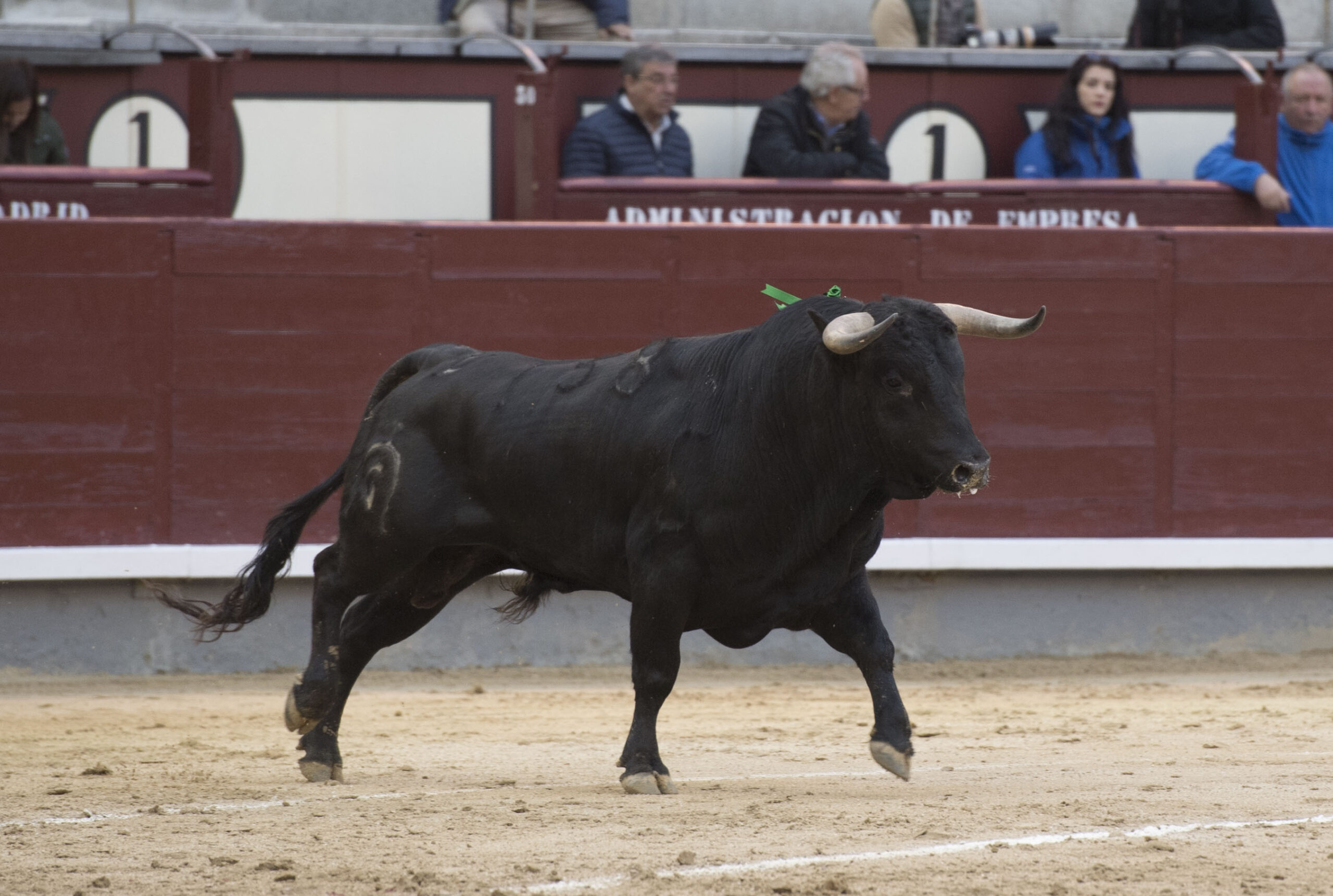 Madrid - Novillada picada - Domingo 8 de abril de 2018