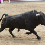 Madrid - Las Ventas - Novillada picada - Domingo 29 de abril de 2018