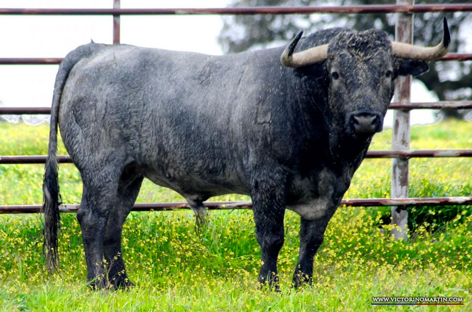 ESCRIÑO Nº 67 • G 2014