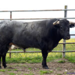 ESTUFISTA Nº 26 • G 2014