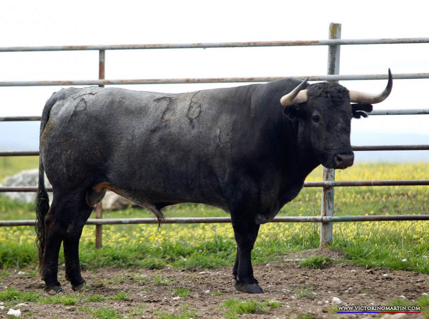 ESTUFISTA Nº 26 • G 2014