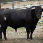 Toros para Diego Ventura en solitario en Espartinas. 15 de abril de 2018.