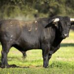 Toros para Diego Ventura en solitario en Espartinas. 15 de abril de 2018.