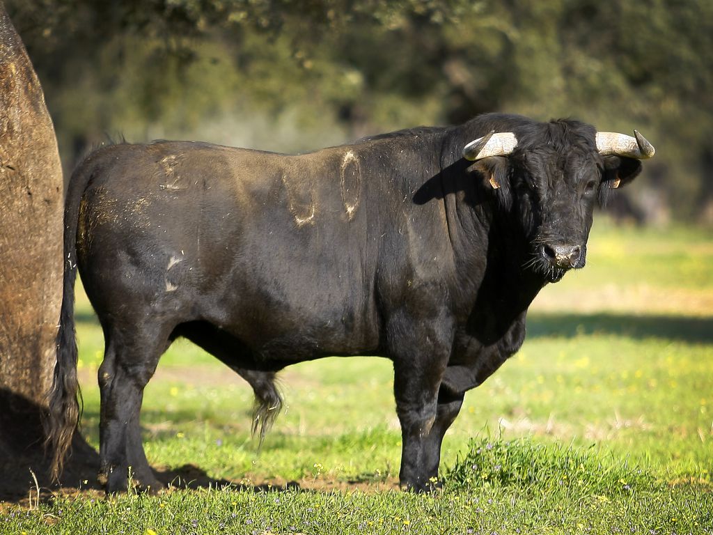 Toros para Diego Ventura en solitario en Espartinas. 15 de abril de 2018.