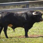 Toros para Diego Ventura en solitario en Espartinas. 15 de abril de 2018.