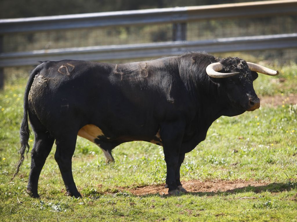 Toros para Diego Ventura en solitario en Espartinas. 15 de abril de 2018.