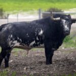 Toros para Diego Ventura en solitario en Espartinas. 15 de abril de 2018.