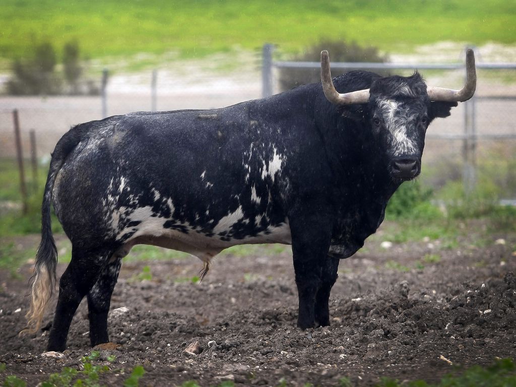 Toros para Diego Ventura en solitario en Espartinas. 15 de abril de 2018.