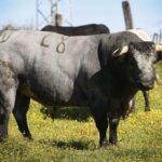 Toros para Diego Ventura en solitario en Espartinas. 15 de abril de 2018.